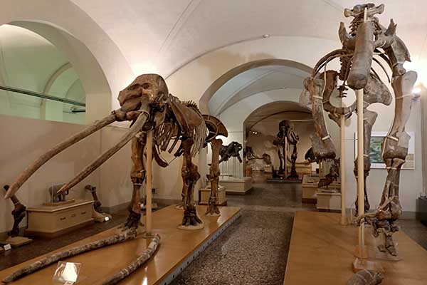 Natural History Museums of Florence